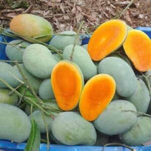 আম রুপালী - Rupali Mango 10kg