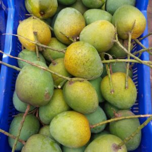 হিমসাগর আম /Himsagar Mango-১০ কেজি (প্যাকেজিং এবং ডেলিভারিসহ)